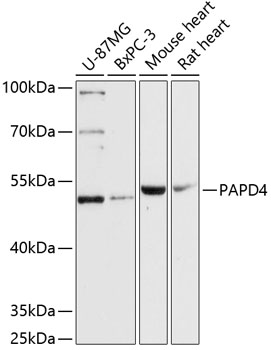 PAPD4 Rabbit pAb