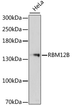 RBM12B Rabbit pAb