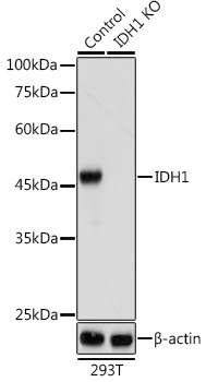 [KO Validated] IDH1 Rabbit pAb