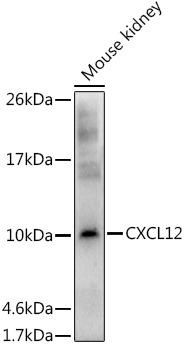 CXCL12 Rabbit pAb