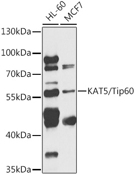 KAT5/Tip60 Rabbit pAb