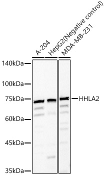HHLA2 Rabbit pAb
