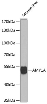 AMY1A Rabbit pAb