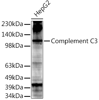 Complement C3 Rabbit pAb