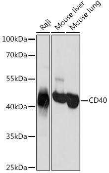 CD40 Rabbit pAb