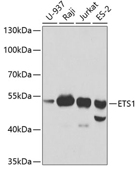 ETS1 Rabbit pAb