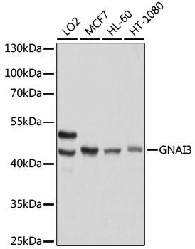 [KO Validated] GNAI3 Rabbit pAb