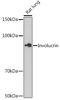 Involucrin Rabbit mAb