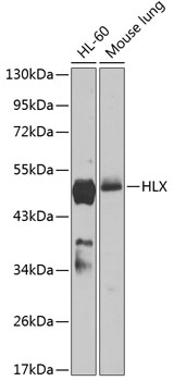 HLX Rabbit pAb