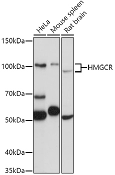 HMGCR Rabbit pAb