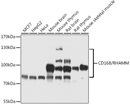 CD168/RHAMM Rabbit pAb
