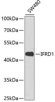 IFRD1 Rabbit pAb