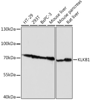KLKB1 Rabbit pAb