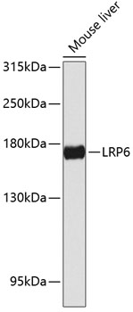 LRP6 Rabbit pAb