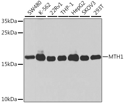 [KO Validated] MTH1 Rabbit pAb