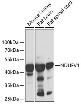 NDUFV1 Rabbit pAb