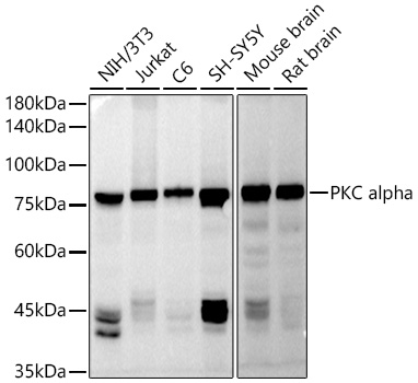 PKC alpha Rabbit pAb