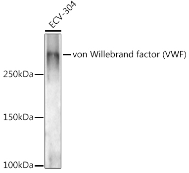 von Willebrand factor (VWF) Rabbit pAb