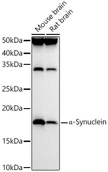 _-Synuclein Rabbit pAb