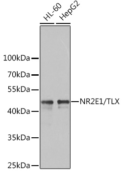 NR2E1/TLX Rabbit pAb