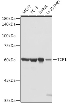 TCP1 Rabbit pAb