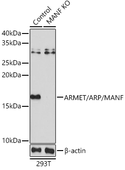 [KO Validated] ARMET/ARP/MANF Rabbit pAb