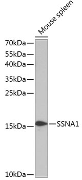 SSNA1 Rabbit pAb