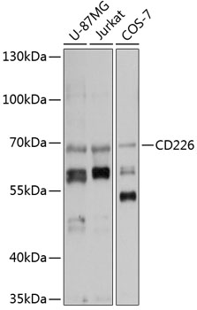 CD226 Rabbit pAb