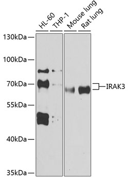 IRAK3 Rabbit pAb