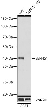 [KO Validated] SEPHS1 Rabbit pAb