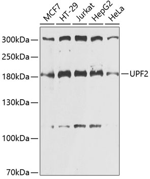 UPF2 Rabbit pAb