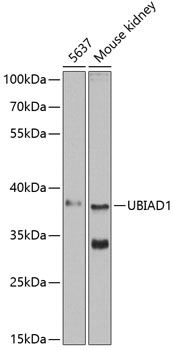 UBIAD1 Rabbit pAb