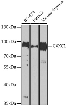 CXXC1 Rabbit pAb