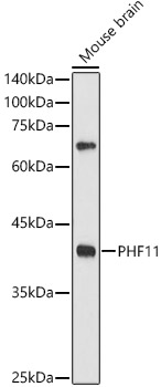 PHF11 Rabbit pAb