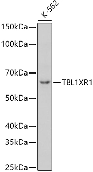 TBL1XR1 Rabbit pAb