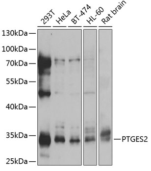 PTGES2 Rabbit pAb