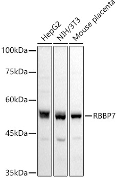 RbAp46/RBBP7 Rabbit pAb