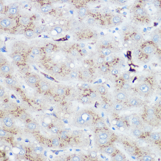 Heme Oxygenase 1 (HO-1/HMOX1) Rabbit pAb