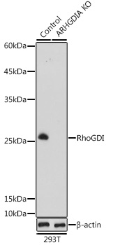 [KO Validated] RhoGDI Rabbit pAb