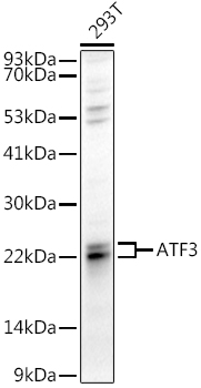 ATF3 Rabbit pAb