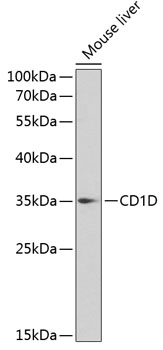 CD1D Rabbit pAb