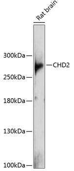 CHD2 Rabbit pAb