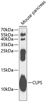CLPS Rabbit pAb
