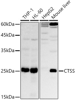 CTSS Rabbit pAb
