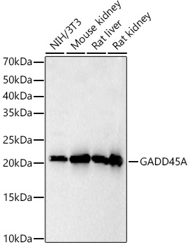 GADD45A Rabbit pAb