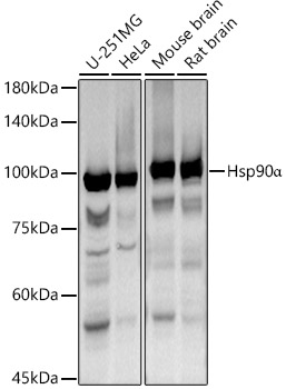 Hsp90_ Rabbit pAb