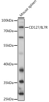 CD127/IL7R Rabbit pAb