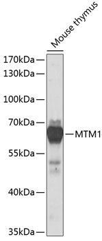 MTM1 Rabbit pAb