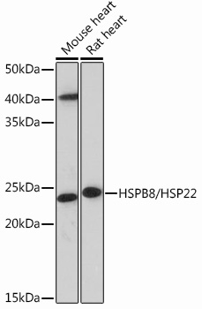 HSPB8/HSP22 Rabbit mAb