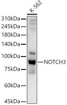NOTCH3 Rabbit pAb